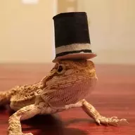 Lizard With a Stupid Hat