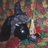 Random fucking rat