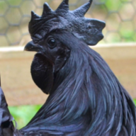 gothchicken