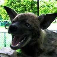 Spooky Hyena