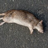 rattrap