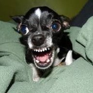 TheMeanDoggie