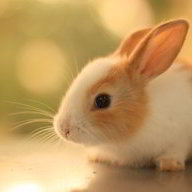 Esgee