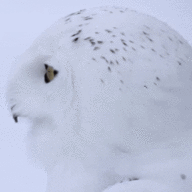 A Owl