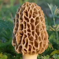 morel style individual