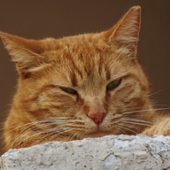 catpetter