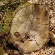 Purveyor of Hardwood