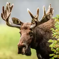 Anony Moose
