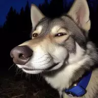 Dog BBC