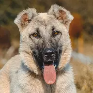 KURDISH KANGAL