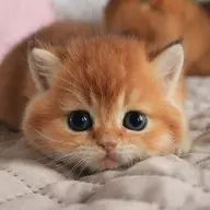 Literally a Cat