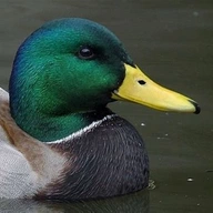 The Great Ducktator