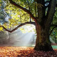 Hanging Tree