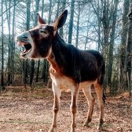 Voir Dire