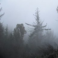 Lost in the Woods