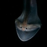 Eels