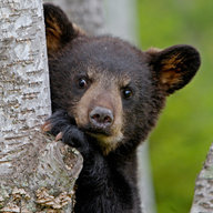 bearbear