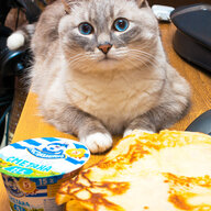 Blini Cat