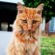 gingerkitty
