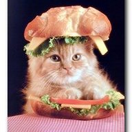 coldcatsammich