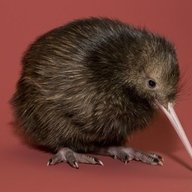 TinyKiwi