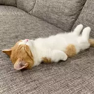 jammercat