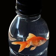 Fish Bottle