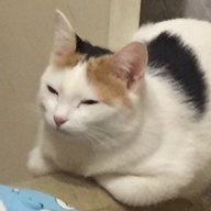 Bring Me the animal goods