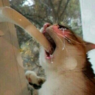 sugarkyuu