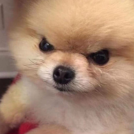 VexYeti