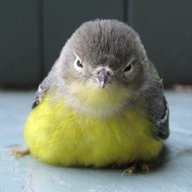 TheSCREECHER
