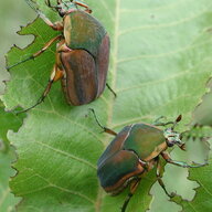 beetle