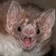 Vampire Bat