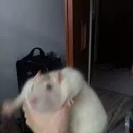 Big Fucking Rat