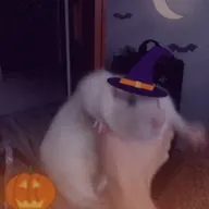 Big Fucking Rat