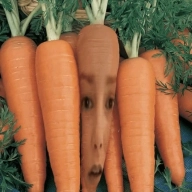 side salad