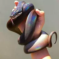 Snake Disco