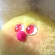 Firby Nurbs