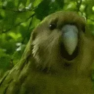 Kaakaapoo