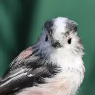 Long-tailed tit