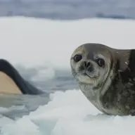 seal