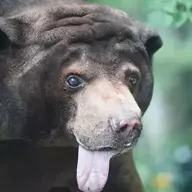 Sun Bear
