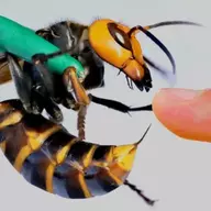 Kwisatz00