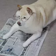 Pup In Specs