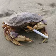 crab shell