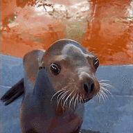 Autistic Sea Lion