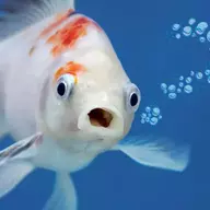 CluelessAquarium