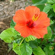 Hibiscus Rosa-Sinensis