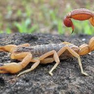 Scorpiondo