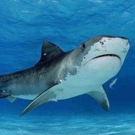 Requiem for a Shark